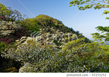 白色棕櫚Otsutsuji開花的Tanzawa山脊線的Tonodake頂部的視圖 白色棕櫚Otsutsuji開花的Tanzawa山脊線的Tonodake頂部的視圖 47253252