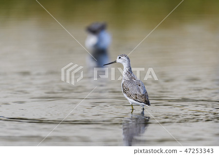 Core owls Core owls 47253343