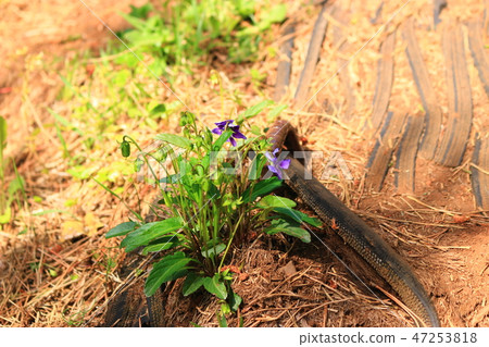 這是紫羅蘭色。 47253818