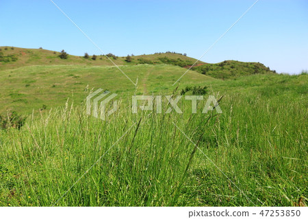 It is the spring scenery of "East of the black ascending" in Jeju. 47253850