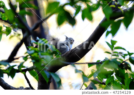 Squirre Squirre 47254129