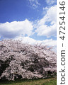 Cherry tree in full bloom  47254146