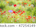 Poppy flower field 47254149