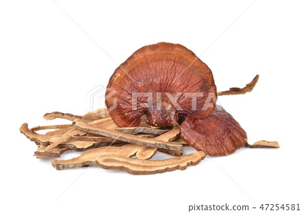 Ganoderma lucidum isolated on  white background. 47254581