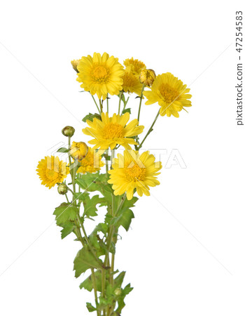 Chrysanthemum isolated on a white background 47254583