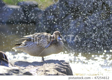 Pintail (female) grooming 47254812