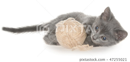 Cute gray kitten lay and plays with ball of yarn 47255021