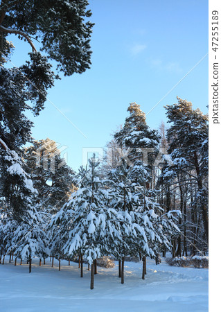 trees covered with snow 47255189