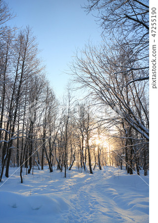 path in the snowy forest path in the snowy forest 47255190