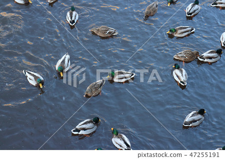 Flock mallard winter Flock mallard winter 47255191