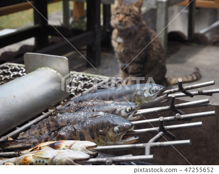 河魚和貓 河魚和貓 47255652