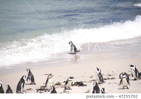企鵝在海灘上 47255702