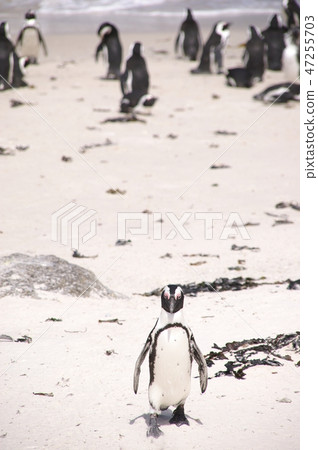 Solitary penguin Solitary penguin 47255703