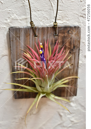 Airplant flowering Airplant flowering 47256056