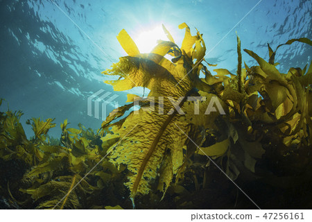 Hayama seaweed, heavy seaweed 47256161