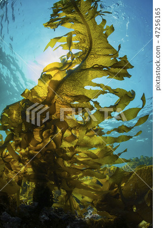 Hayama seaweed, heavy seaweed 47256165