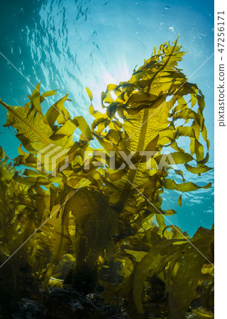 Hayama海藻,重的海藻 Hayama海藻,重的海藻 47256171