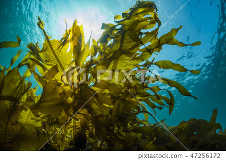 Hayama seaweed, heavy seaweed 47256172