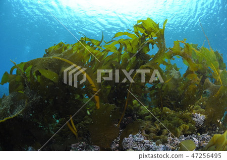 Hayama seaweed, heavy seaweed 47256495