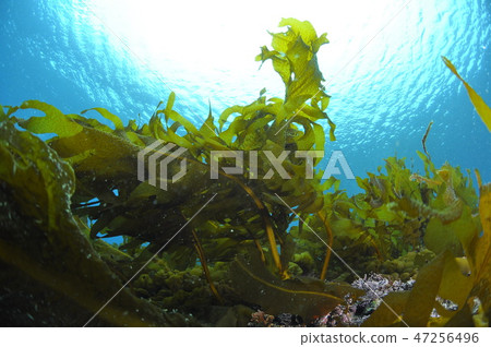 Hayama seaweed, heavy seaweed Hayama seaweed, heavy seaweed 47256496