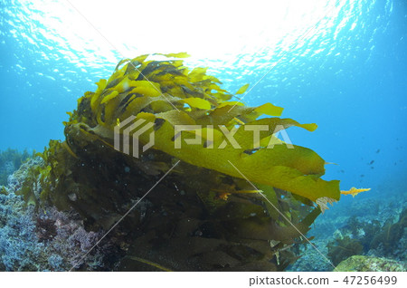 Hayama海藻，重的海藻 47256499