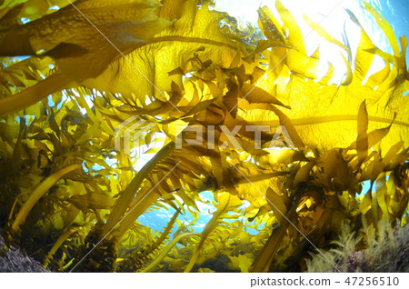 Hayama seaweed, heavy seaweed 47256510