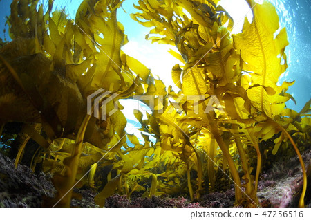 Hayama seaweed, heavy seaweed 47256516