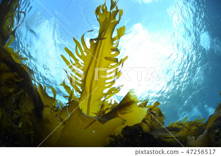 Hayama海藻，重的海藻 47256517