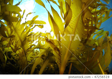Hayama seaweed, heavy seaweed 47256519