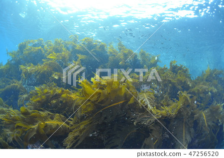 Hayama seaweed, heavy seaweed 47256520