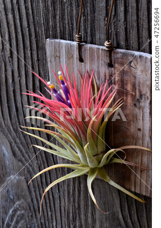 空氣開花 47256694