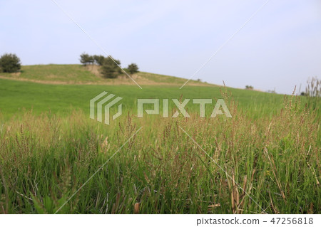 It is the spring scenery of "Munseok-jin" in Jeju. It is the spring scenery of "Munseok-jin" in Jeju. 47256818