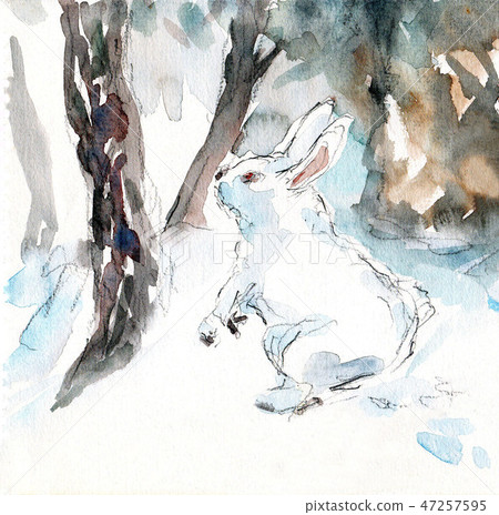 wild rabbit wild rabbit 47257595