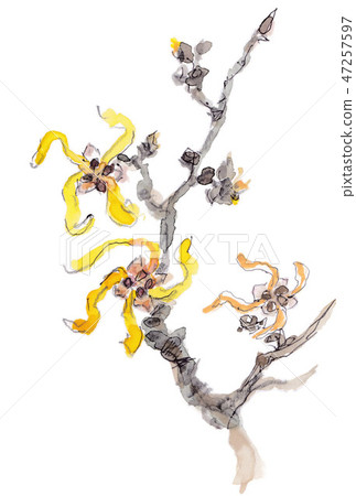 Masaku花 Masaku花 47257597