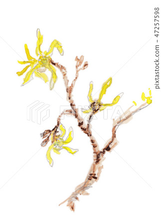 Masaku花 Masaku花 47257598