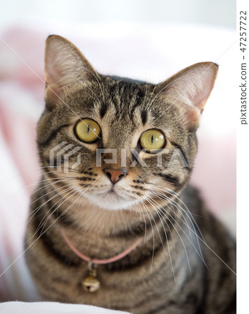 cat cat 47257722