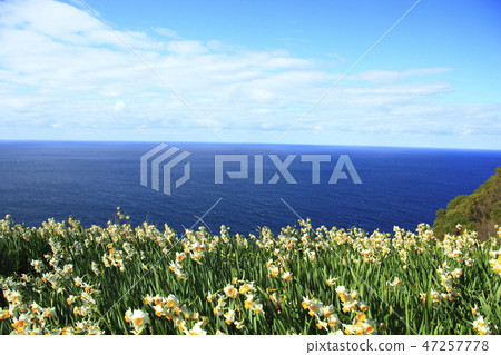 Echizen Narcissus 47257778