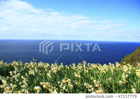 Echizen Narcissus 47257779