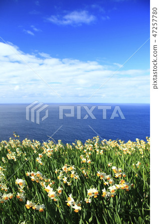 Echizen Narcissus Echizen Narcissus 47257780