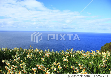 Echizen Narcissus Echizen Narcissus 47257781