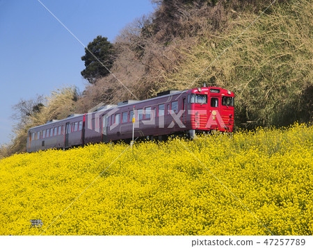 Iyo年糕和油菜花2 47257789