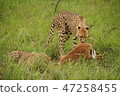 Cheetah's prey 1 47258455