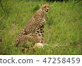 Cheetah's Prey 2 47258459