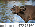 Cute buffalo 47258460