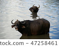 Buffalo's claim 47258461