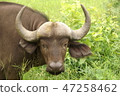 Buffalo's face 47258462