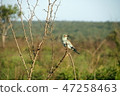 blue bird	 47258463