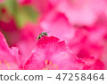 Petals and bees 47258464