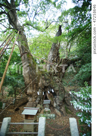 Ito Shiomi Shrine的Daisyu 47258646