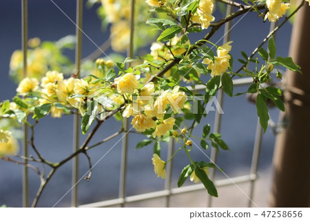 Flower of mockybara Flower of mockybara 47258656